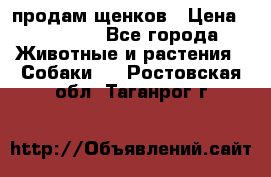продам щенков › Цена ­ 15 000 - Все города Животные и растения » Собаки   . Ростовская обл.,Таганрог г.